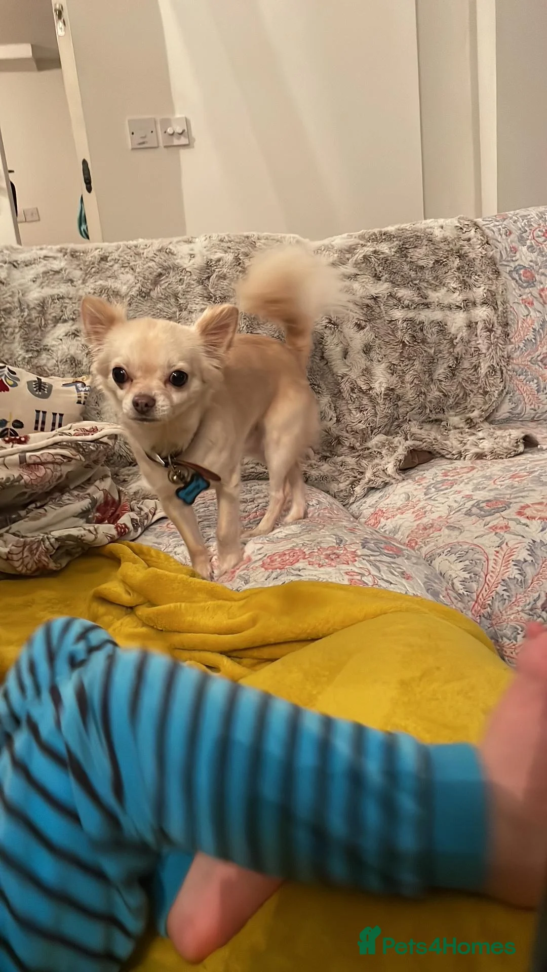 Chihuahua dogs for sale: Henry - Advert 4