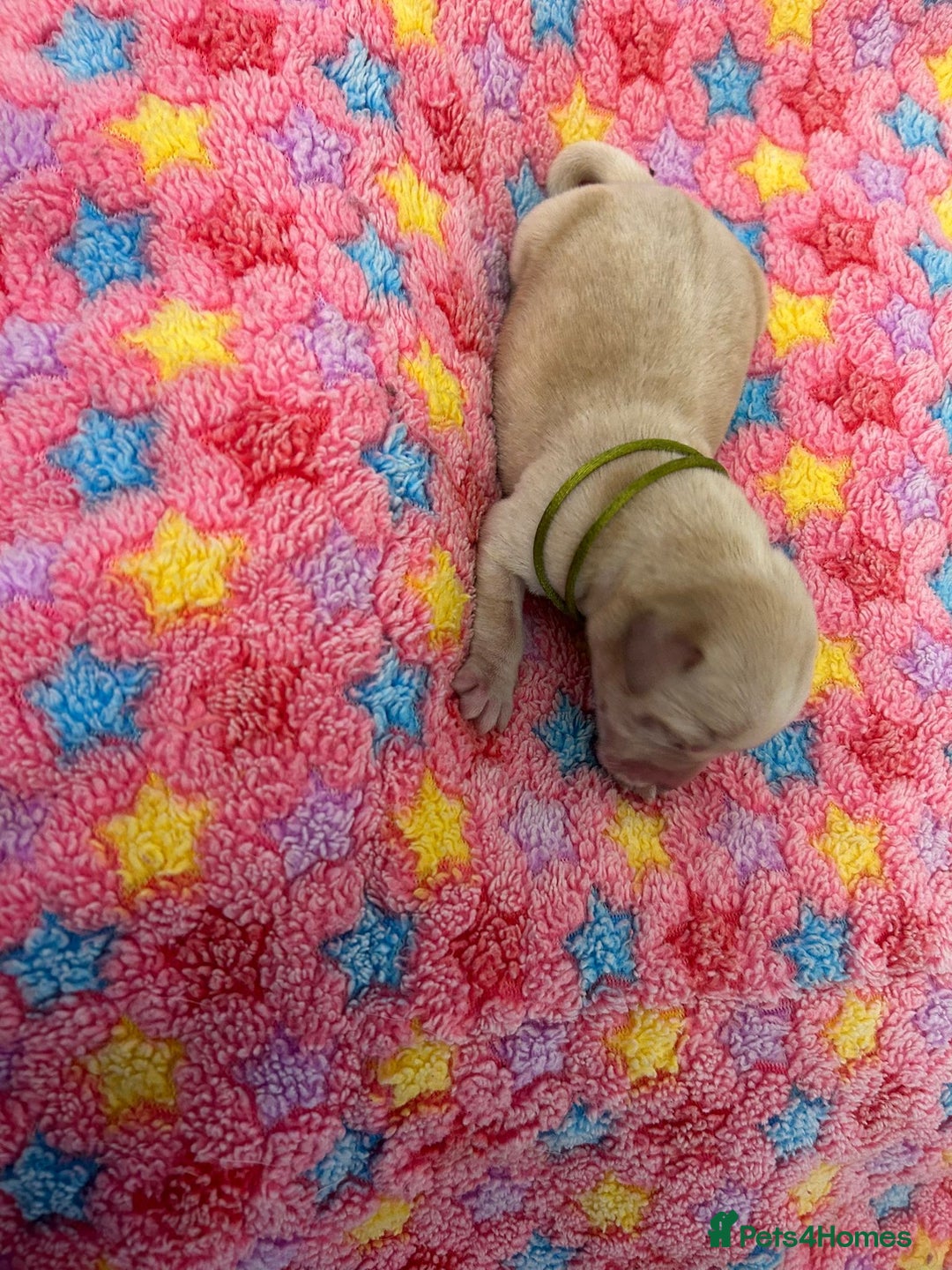 Labrador Retriever dogs for sale: Beautiful pedigree golden Labradors  - Image 25