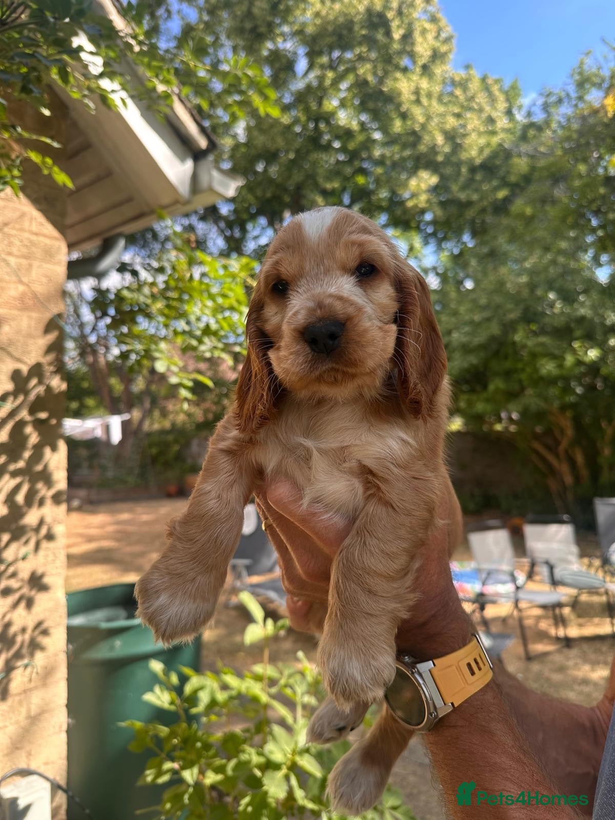 Cocker Spaniel dogs LAST MALE LEFT!! - KC REG Show cocker spaniels  - Advert 5
