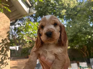 Cocker Spaniel dogs LAST MALE LEFT!! - KC REG Show cocker spaniels - Advert 5