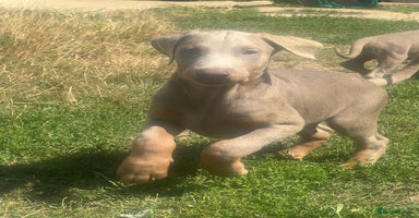 Dobermann dogs - Advert 2
