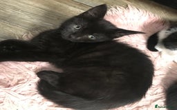Domestic Shorthair cats for sale: 5 male kittens ready to leave now  - Image 8