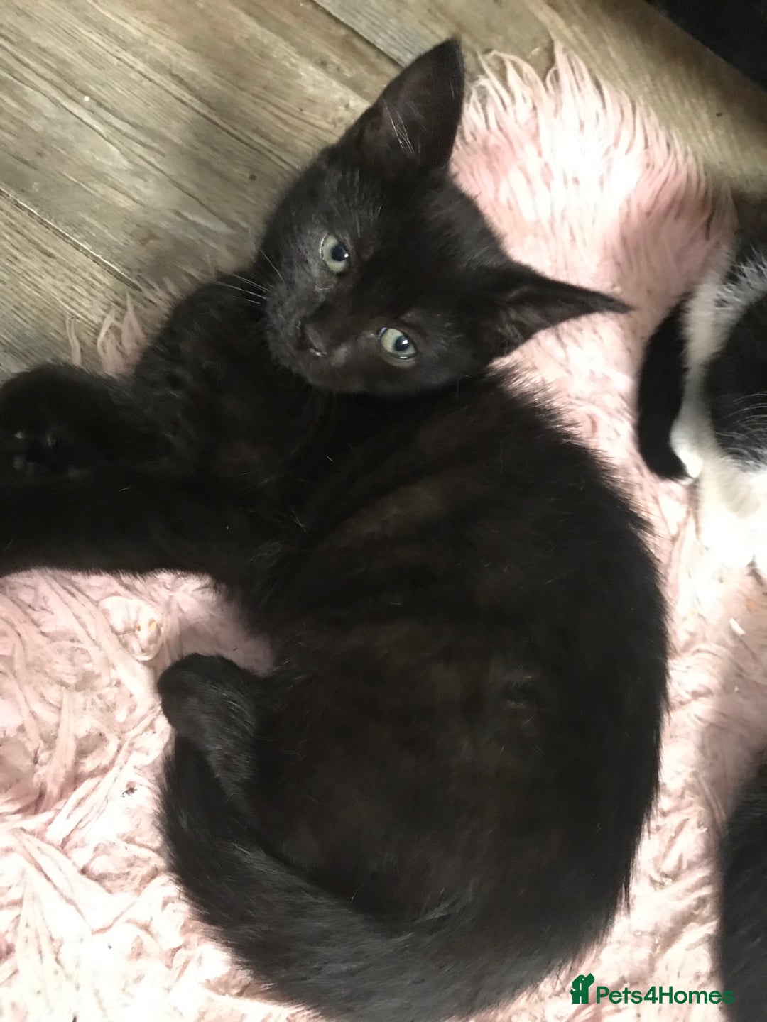 Domestic Shorthair cats for sale: 5 male kittens ready to leave now  - Image 8