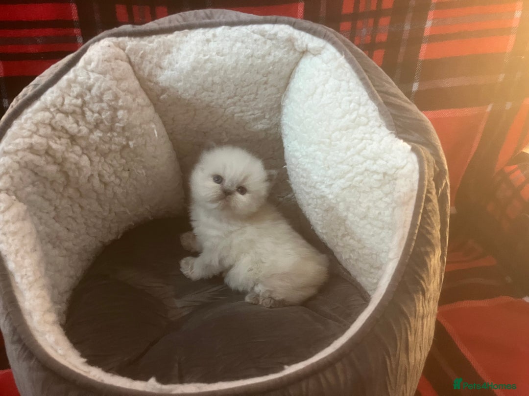 Persian cats for sale: 4 ADORABLE LITTLE CUTIE PIES, (READY 9TH JAN)  - Advert 12