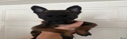 Belgian Shepherd Dog dogs for sale: Belgian malanois pups  - Advert 4