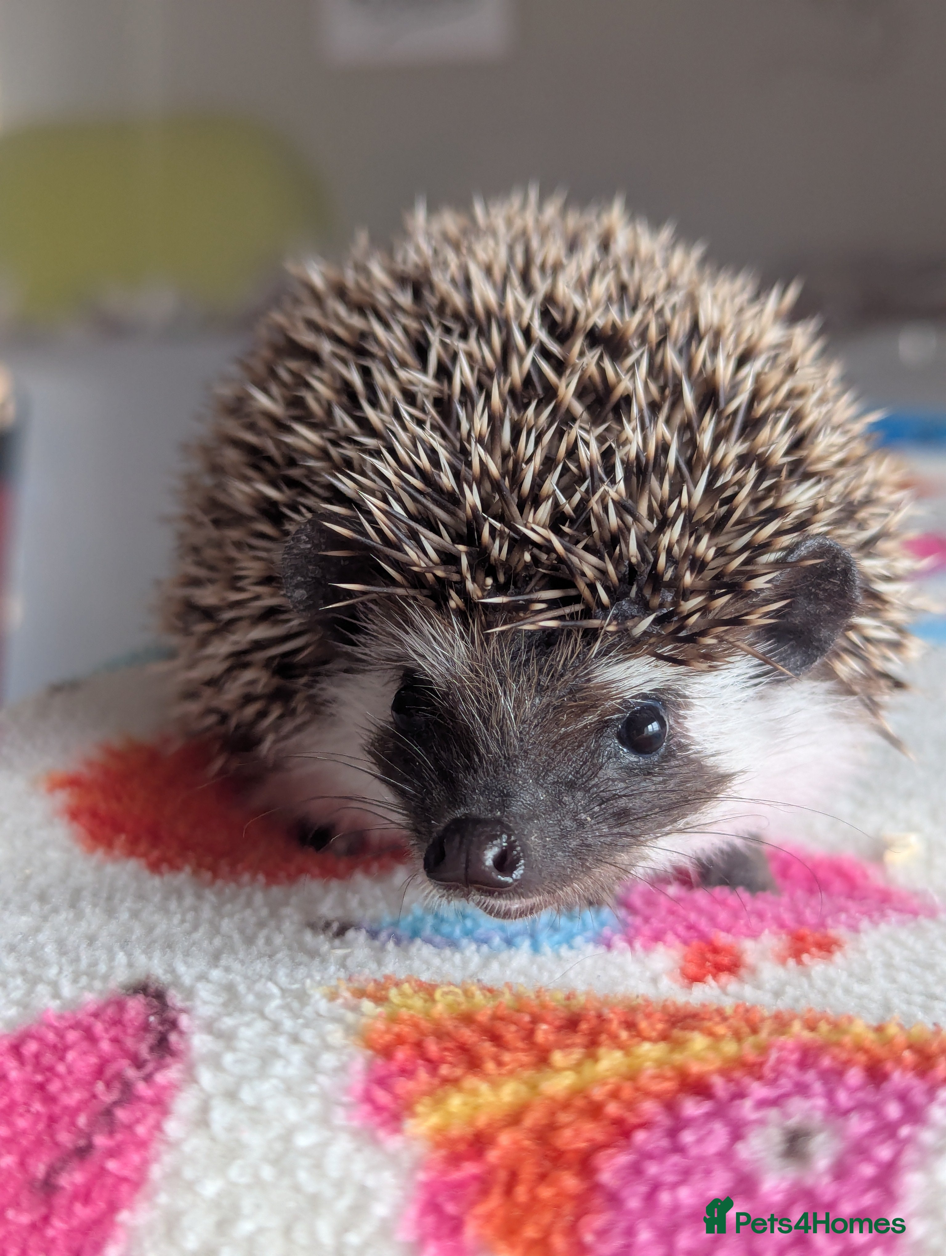 Pygmy Hedgehog rodents Beautiful Baby Hoglets Ready Now!!! - Advert 1