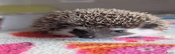 Pygmy Hedgehog rodents for sale: Beautiful Baby Hoglets Ready Now/Reserve - Advert 2