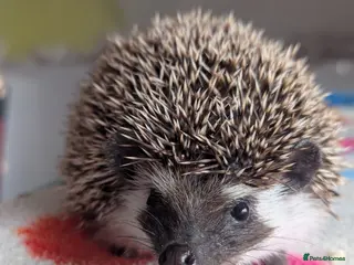 Pygmy Hedgehog rodents Beautiful Baby Hoglets Ready Now!!! - Advert 1