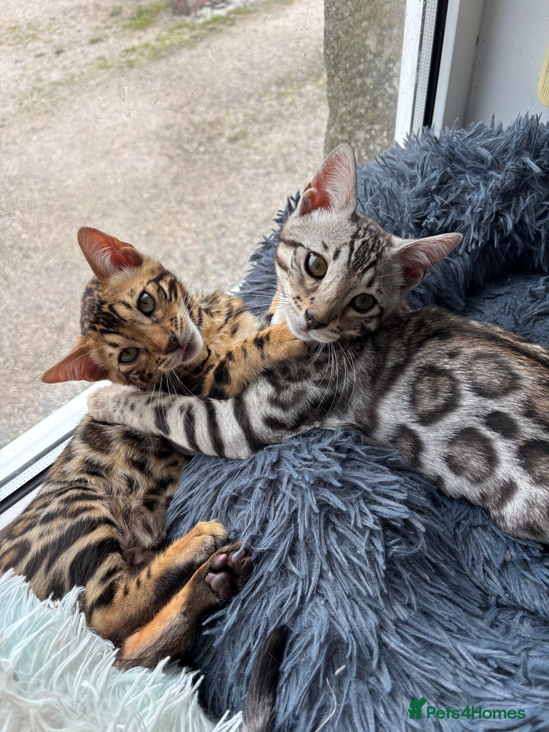 Bengal cats for sale: Stunning TICA registered bengal kittens  in Huntly - Image 20
