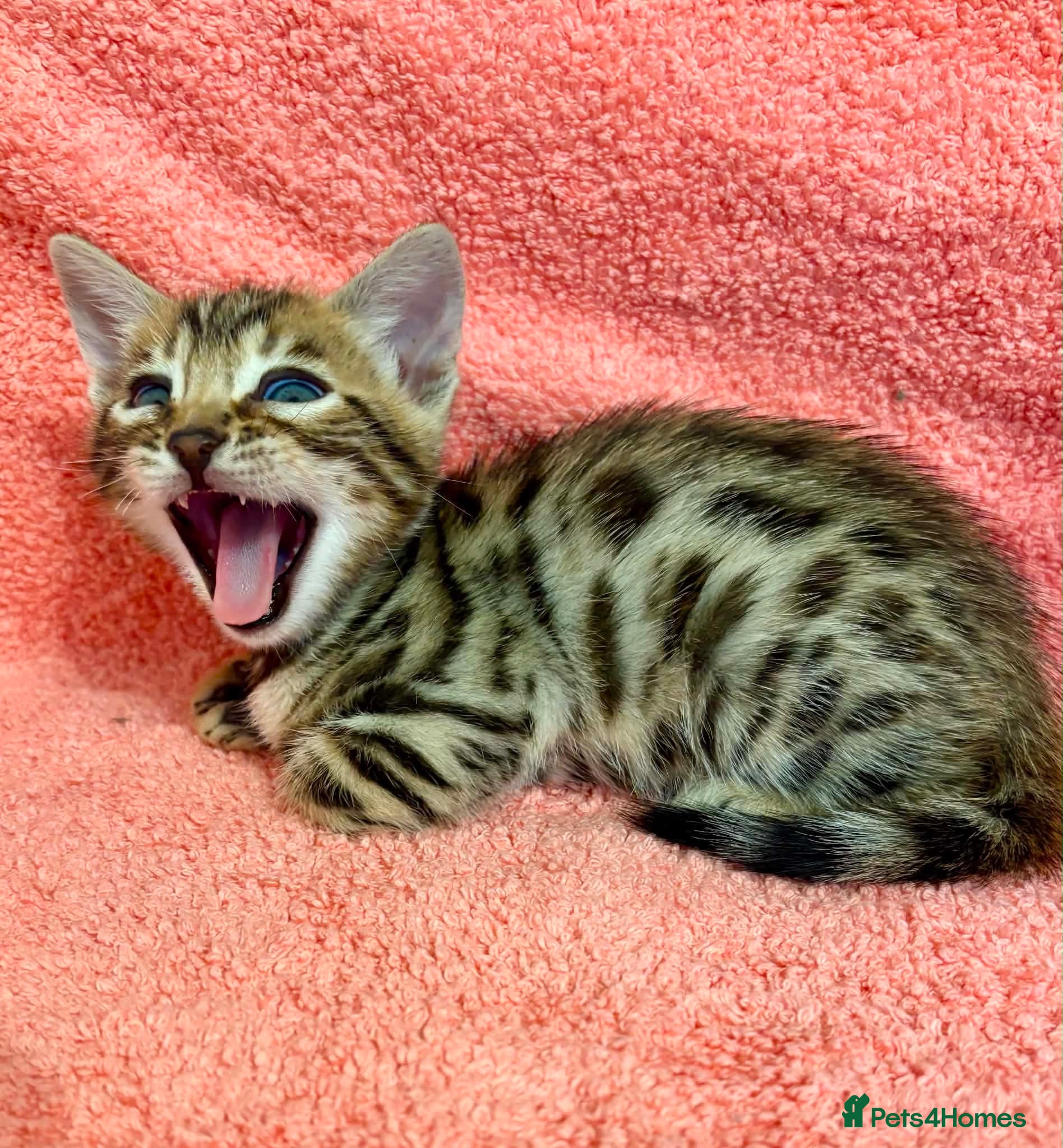 Bengal cats FINAL KITTEN!! Beautiful Bengal kittens .  - Advert 1