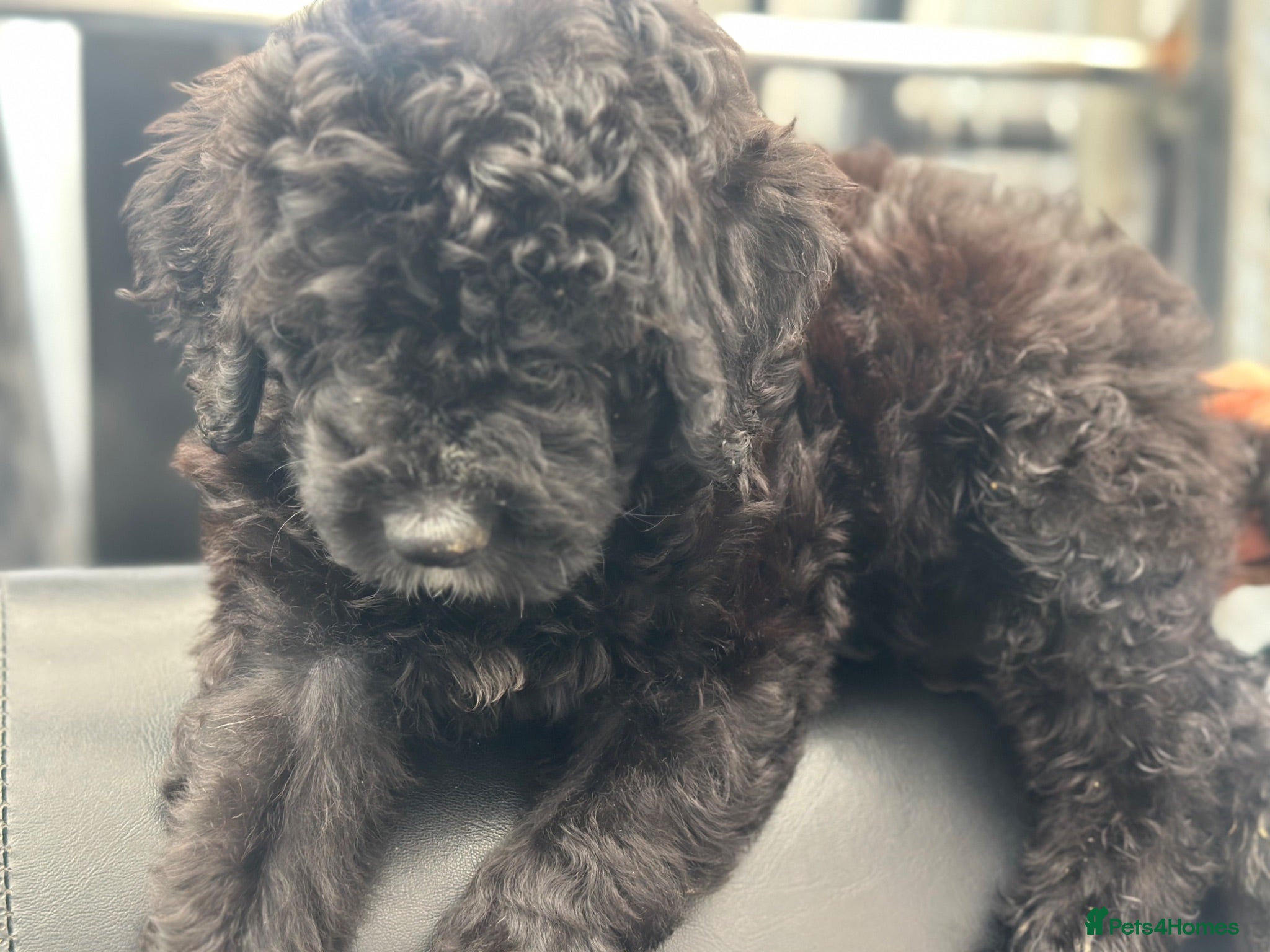 Bernedoodle dogs F1 STANDARD BERNADOODLE BONNY B/W GIRL REDUCED - Advert 1