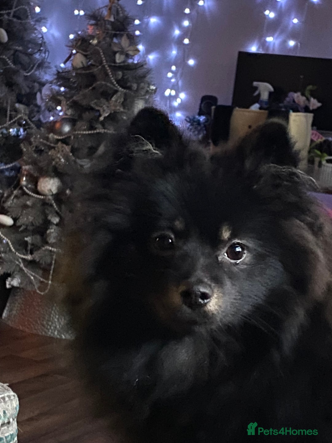 Pomeranian dogs for sale: Bkack and tan fox faced Pomeranian  - Advert 2