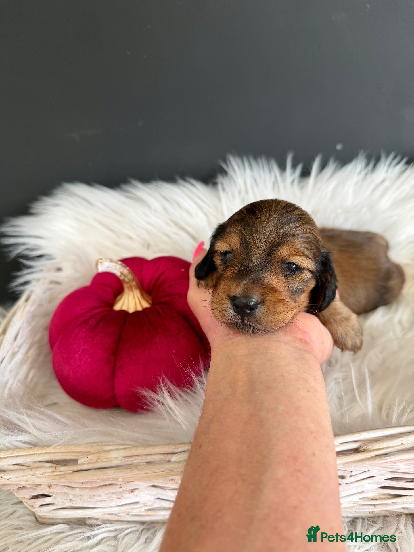Miniature Dachshund dogs 🏆Champion Lines Minature Dachshunds🏆 - Advert 2