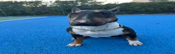 English Bull Terrier dogs for sale: UK Champion Bloodline Puppies Waiting List Open - Advert 11