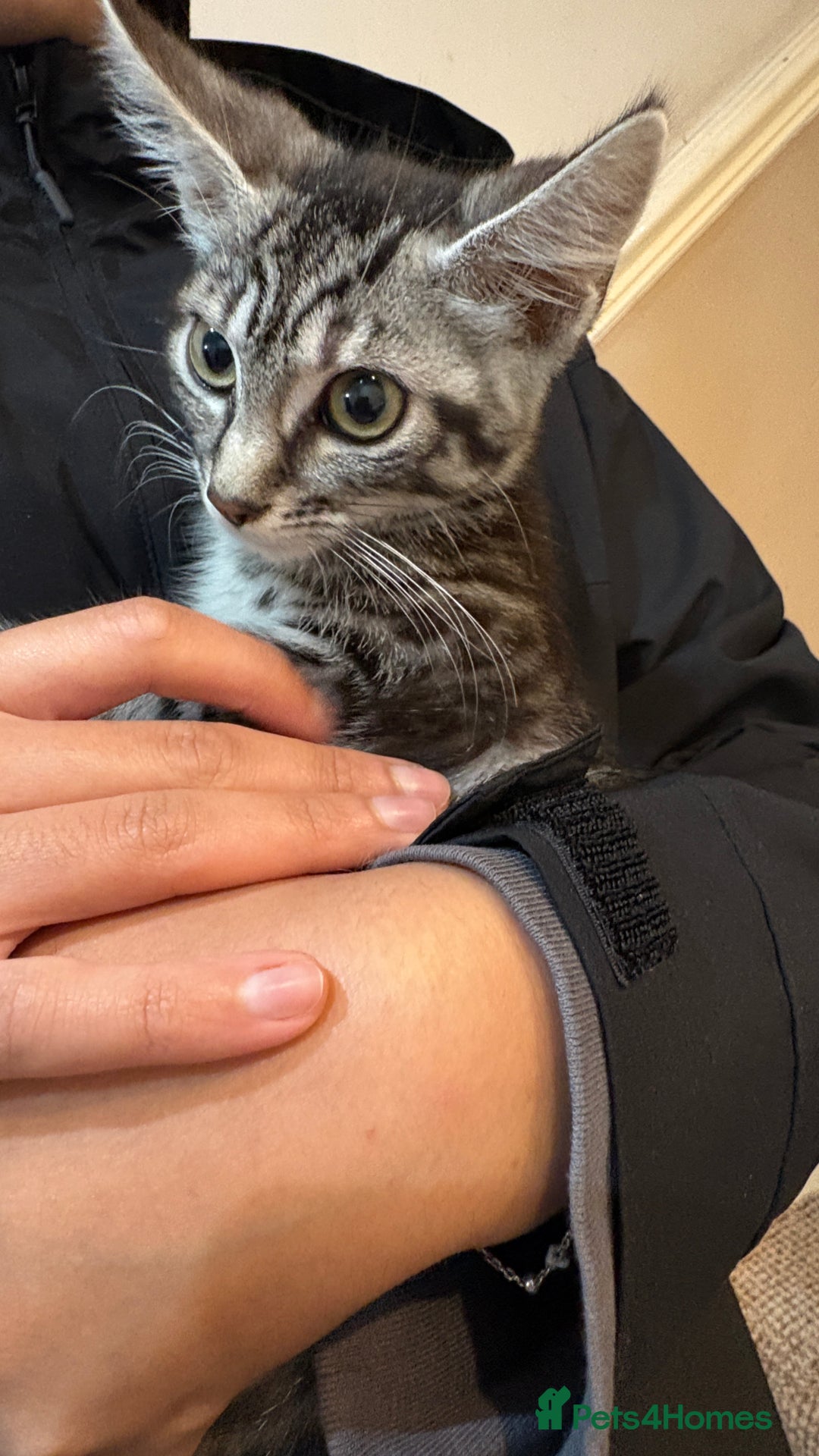 British Shorthair cats for sale: Kittens  - Image 4