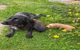 Cocker Spaniel dogs for sale: Working cocker pups.  - Image 2