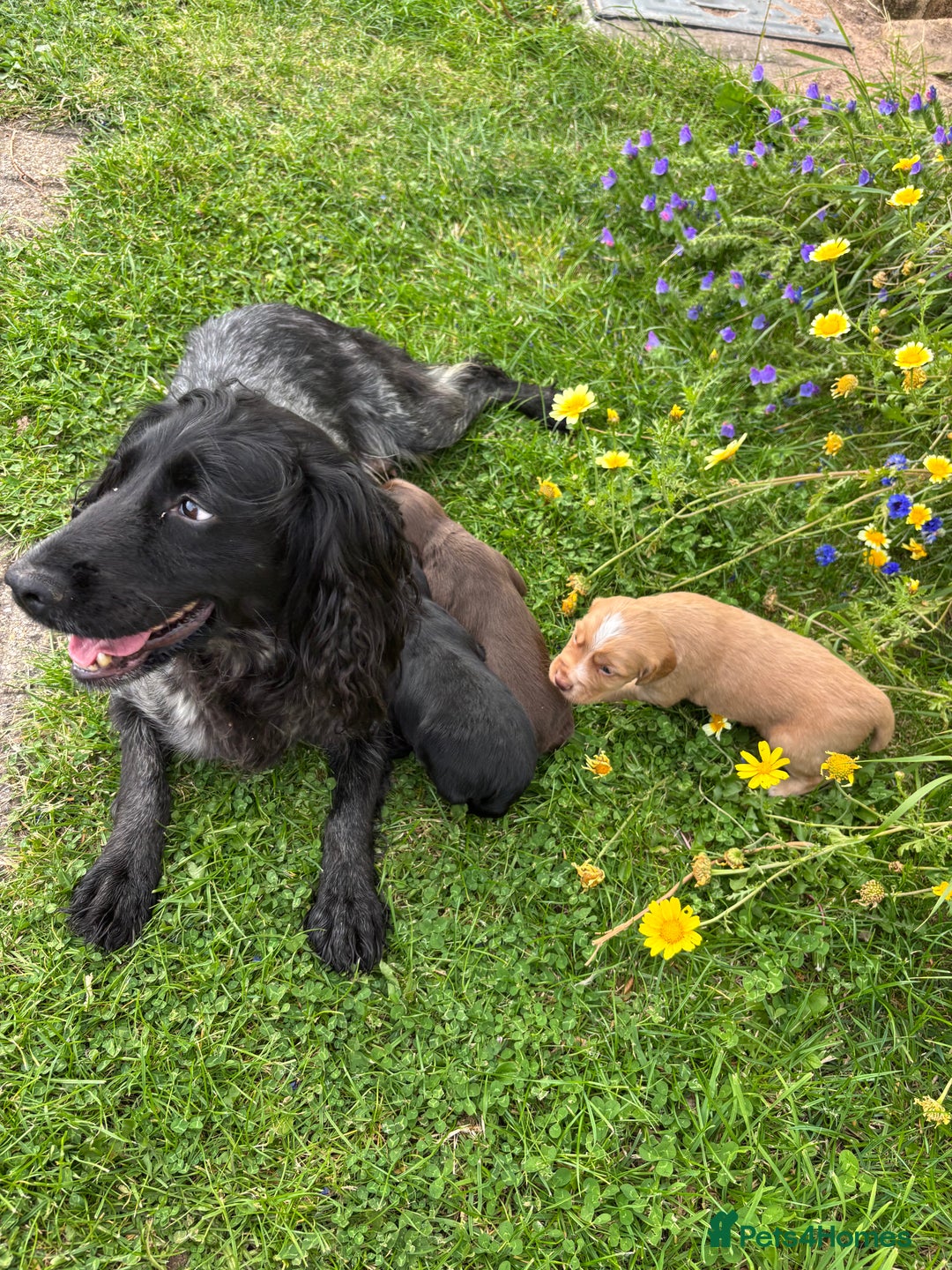 Cocker Spaniel dogs for sale: Working cocker pups.  - Image 2