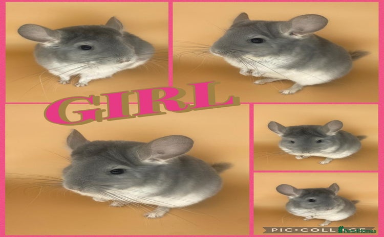 Chinchilla rodents Baby chinchillas  - Advert 4