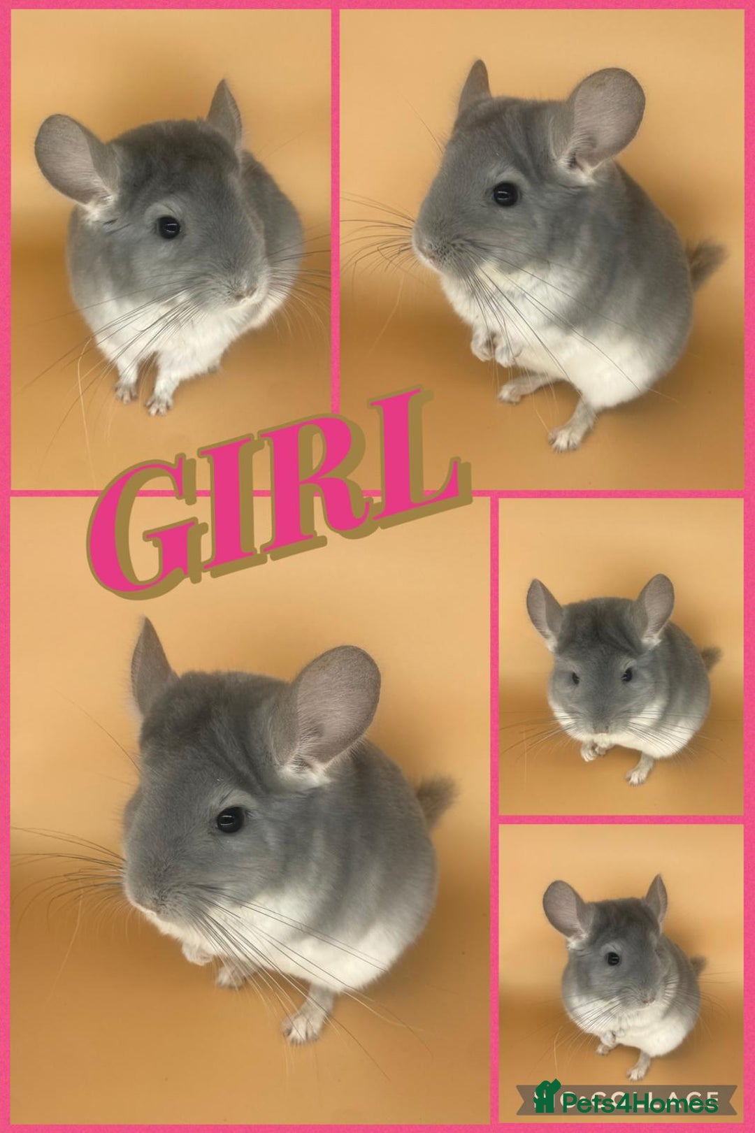Chinchilla rodents for sale: Baby chinchillas  - Advert 1