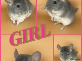 Chinchilla rodents Baby chinchillas - Advert 4