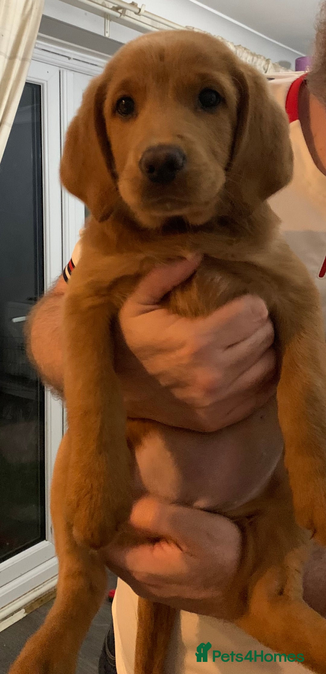 Double Doodle dogs for sale: Beautiful rare litter of Double Doodles - Image 3