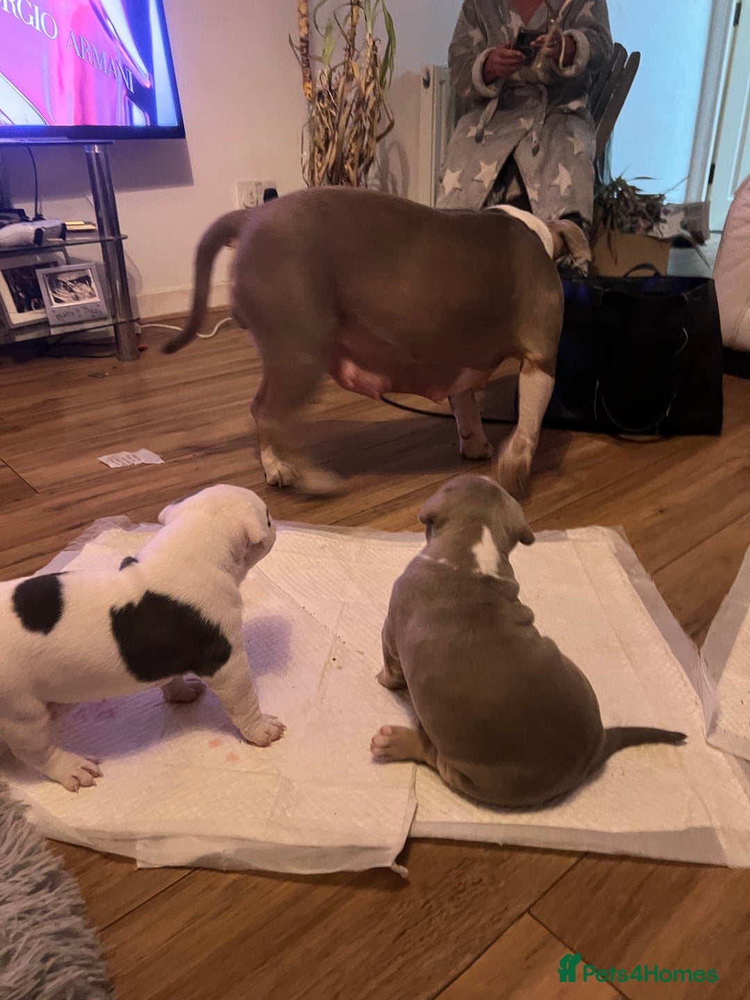 American Bully dogs for sale: Pocket Bully puppy GIRL - FOR SALE - Advert 14