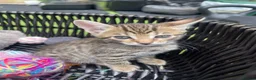 Bengal cats for sale: Bengal / British shorthair  - Advert 5