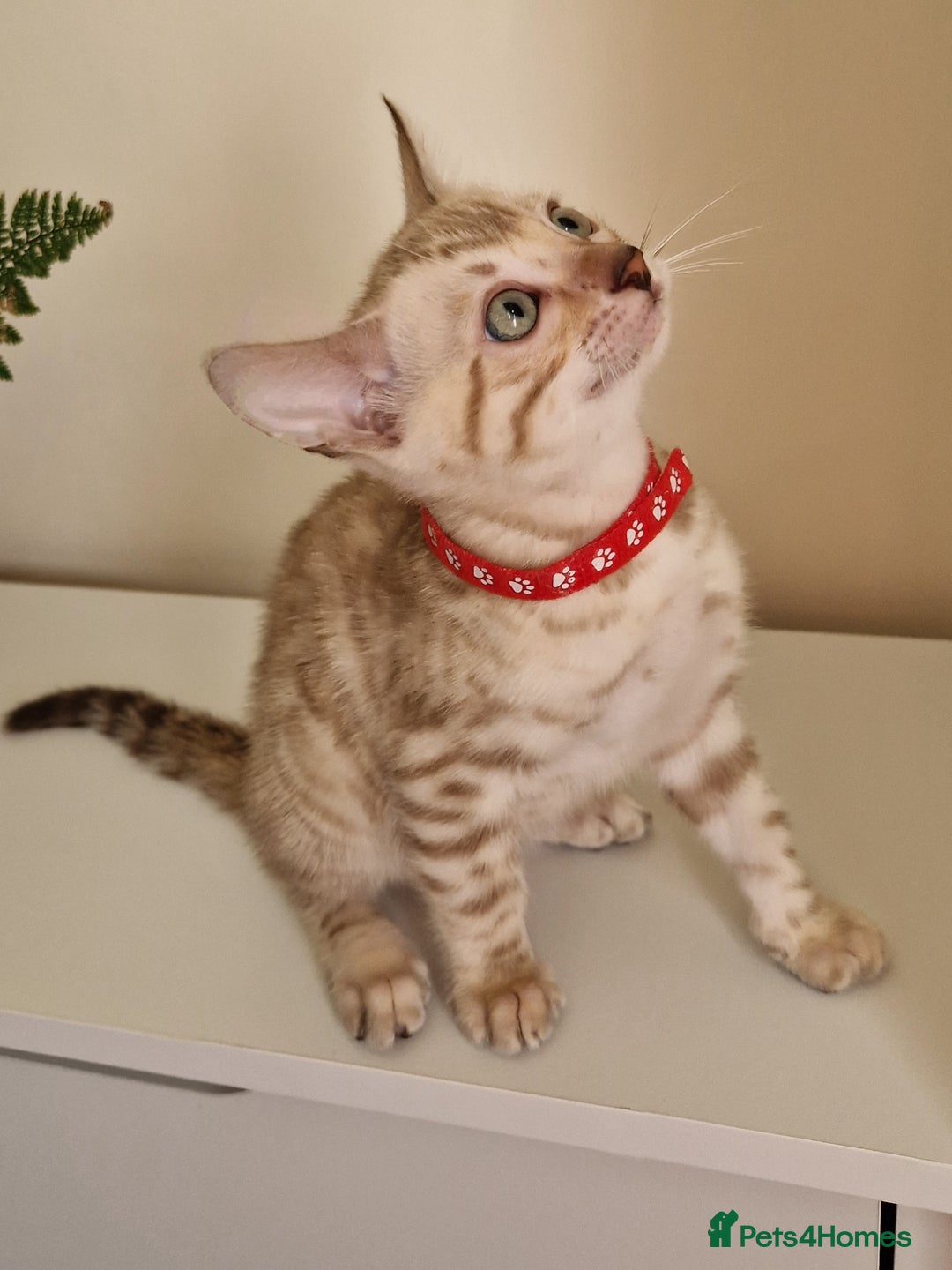 Bengal cats for sale: Snow Silver Glittered Bengal girl. - Advert 8