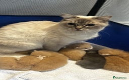 Ragcoon cats for sale: Ragdol Maincoon Cross - Image 5