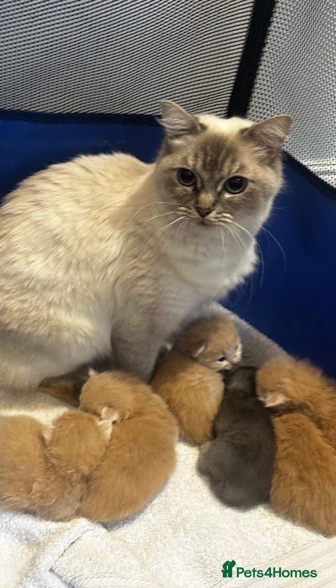 Ragcoon cats for sale: Ragdol Maincoon Cross - Image 5