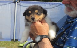 Rough Collie dogs for sale: Rough collie female pups  - Image 5