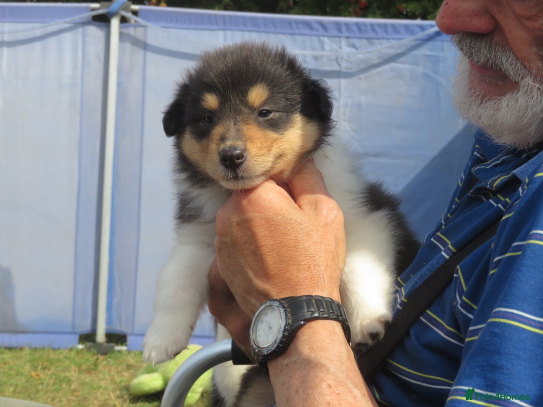 Rough Collie dogs for sale: Rough collie female pups  - Image 5
