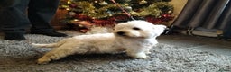 West Highland Terrier dogs for sale: 2yo KC westie girl  - Advert 9
