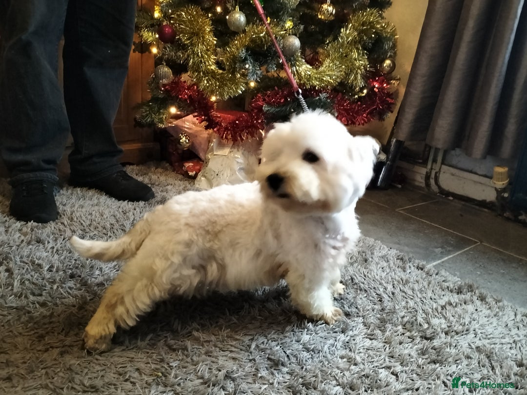 West Highland Terrier dogs for sale: 2yo KC westie girl  - Advert 9