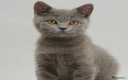 British Shorthair cats for sale: British Shorthaired Blue Kitten Available - Image 1