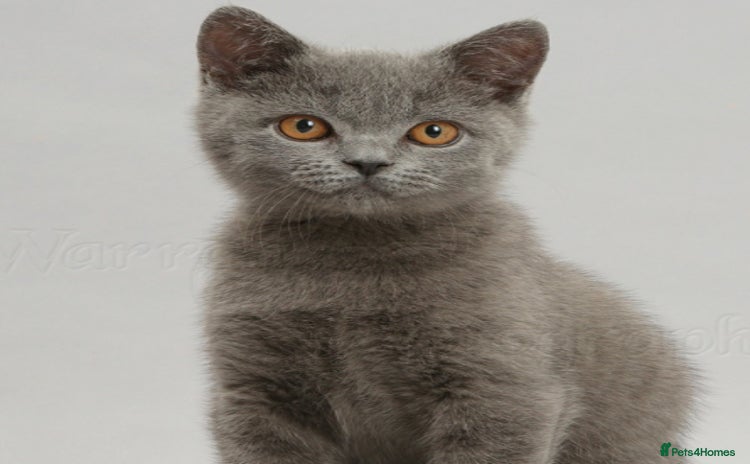 British Shorthair cats for sale - Advert 2