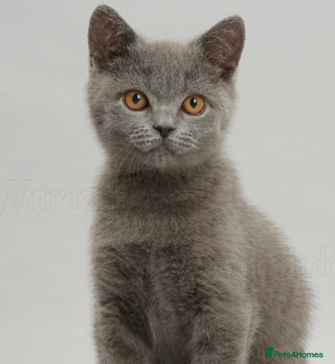 British Shorthair cats for sale: British Shorthaired Blue Kitten Available - Image 1