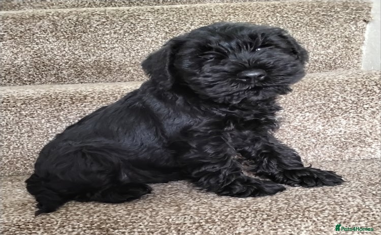 Miniature Schnauzer dogs in Llanelli - Advert 1