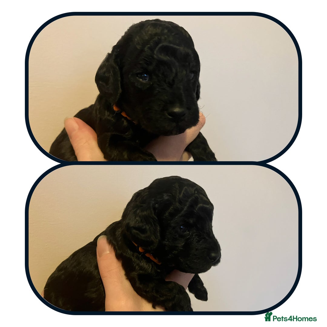 Cavapoo dogs for sale: Outstanding F1B Cavapoos - Health Tested Parents  - Advert 5