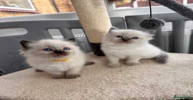 Ragdoll cats - Advert 1