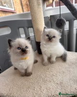 Ragdoll cats - Advert 1