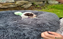 Cockapoo dogs for sale: Beautiful Cockapoo Puppies For Sale  - Image 14