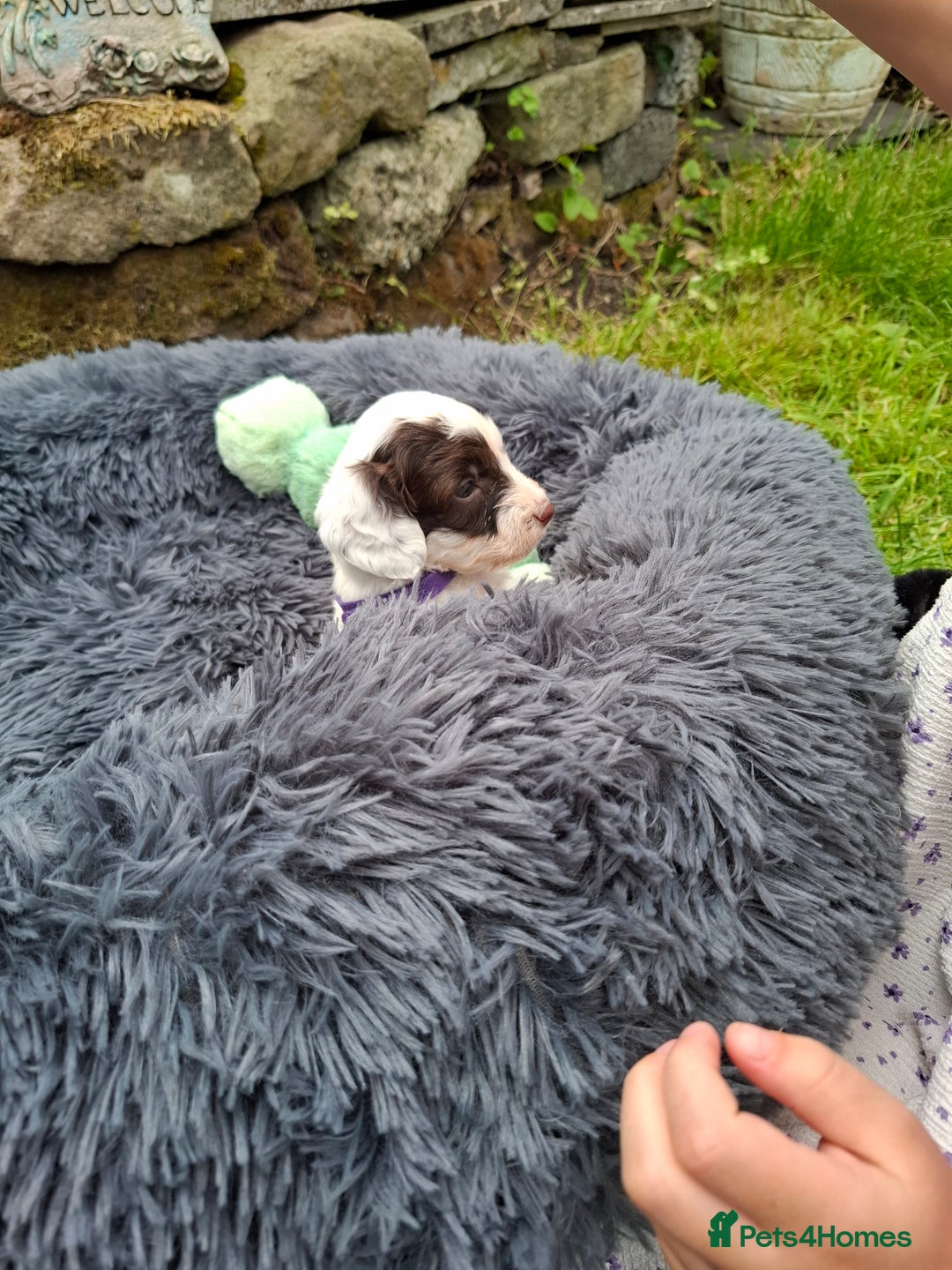 Cockapoo dogs for sale: Beautiful Cockapoo Puppies For Sale  - Image 14