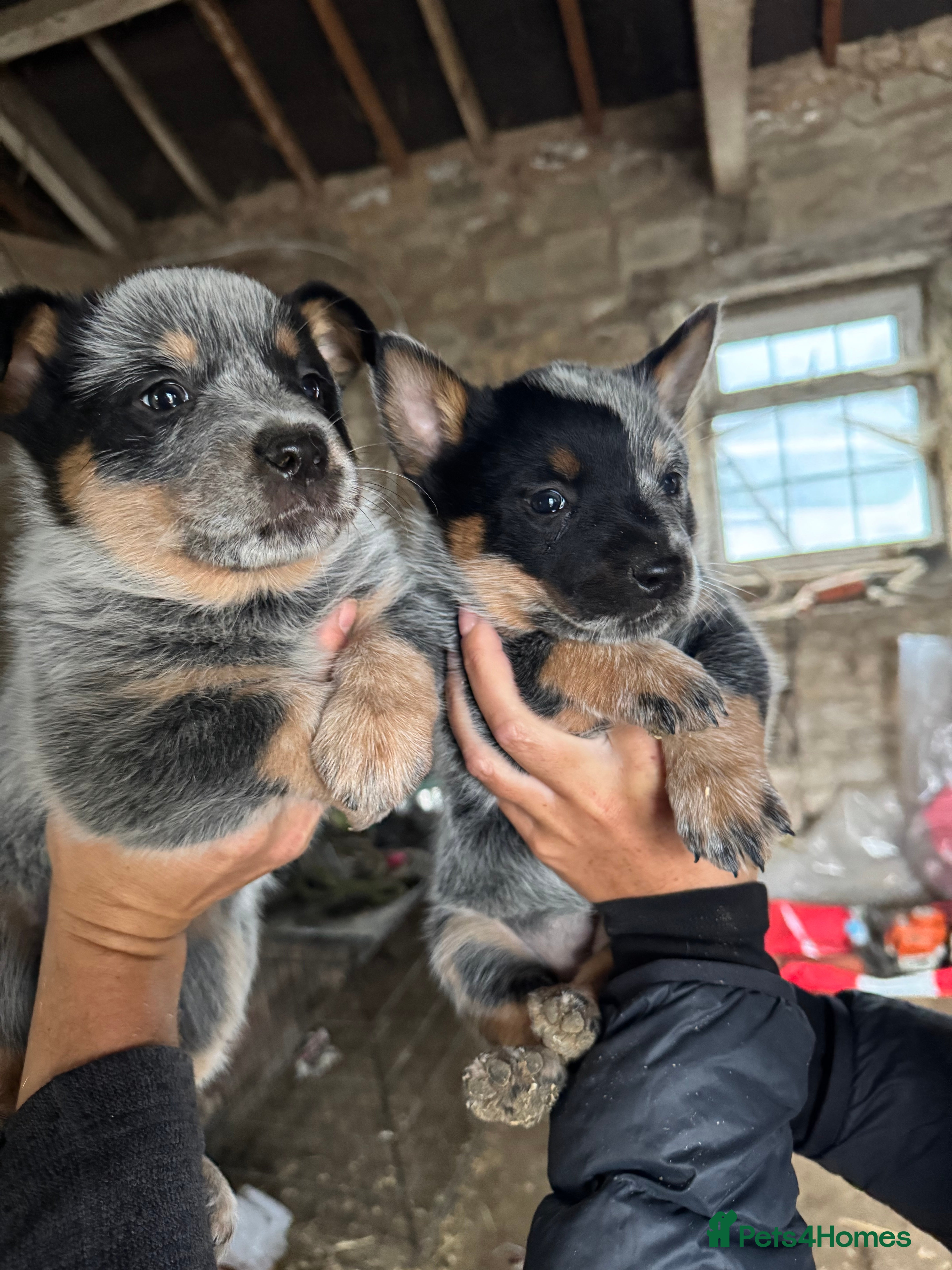 Australian Cattle Dog dogs Australian cattle dog puppies Blue Heelers  - Advert 1