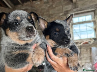 Australian Cattle Dog dogs - Advert 1