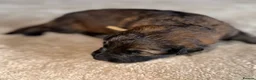 German Shepherd dogs for sale: German Shepherd Puppies 🐾 - Advert 33