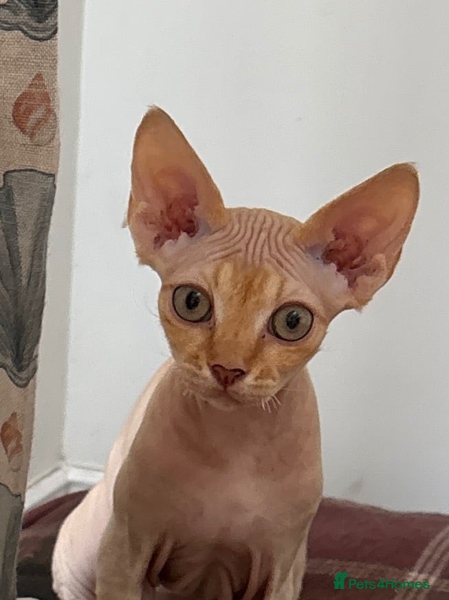 Devon Rex cats BOGGLE needs his forever home. GCCF registered - Advert 1