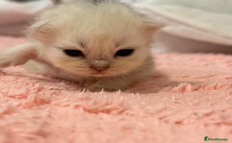 Persian cats - Advert 12