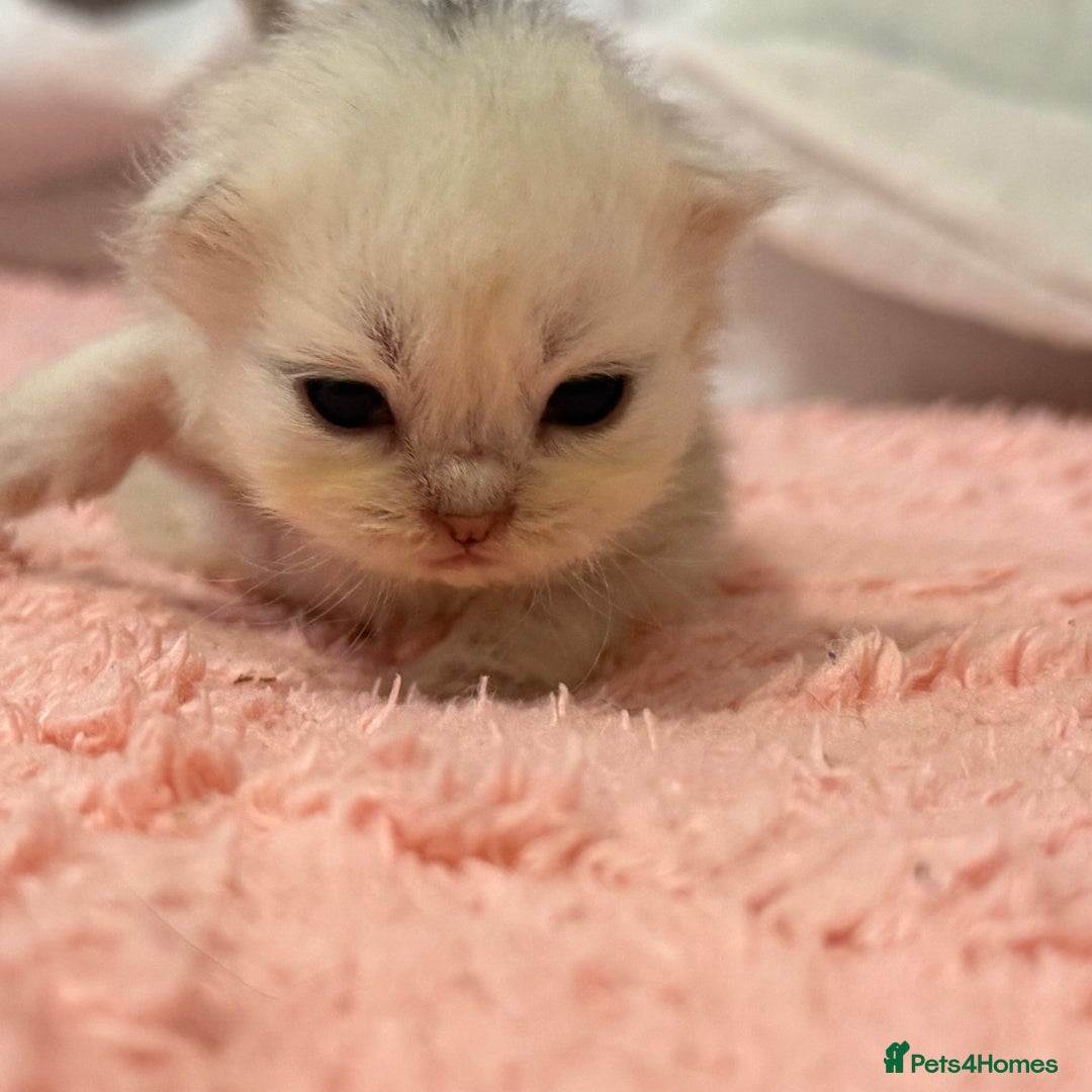 Persian cats for sale: Persian chinchilla kittens  - Image 1