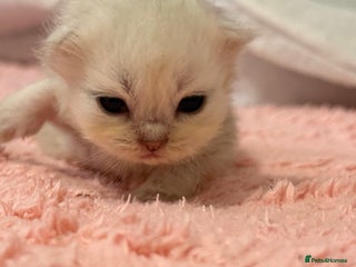 Persian cats - Advert 19